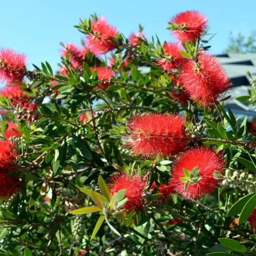 Bottle Brush Plant Jannat Nursery)img