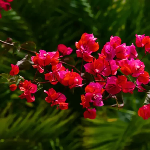 Bougainvillea Flower Jannat Nursery)img