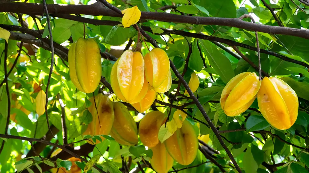 Carambola Tree Jannat Nursery)img