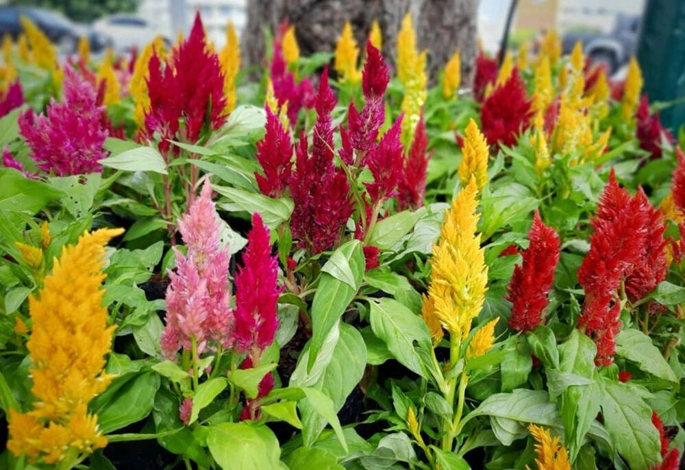 Celosia Summer Seasonal Flowers)img