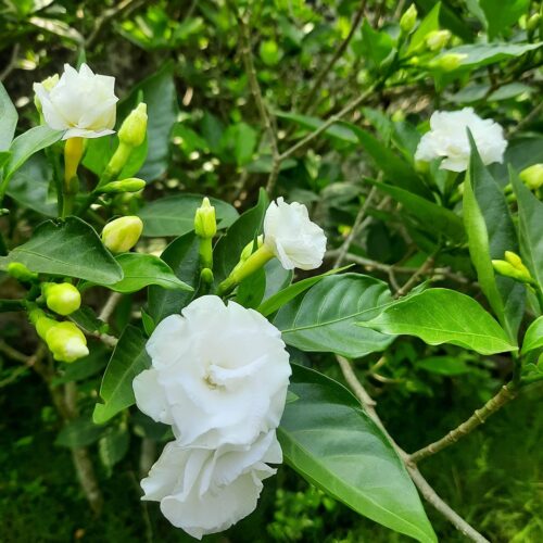 Chandini Flower Jannat Nursery)img