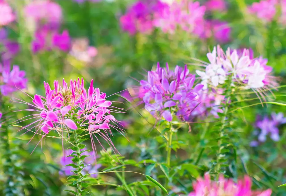 Cleome Summer Seasonal Flowers)img