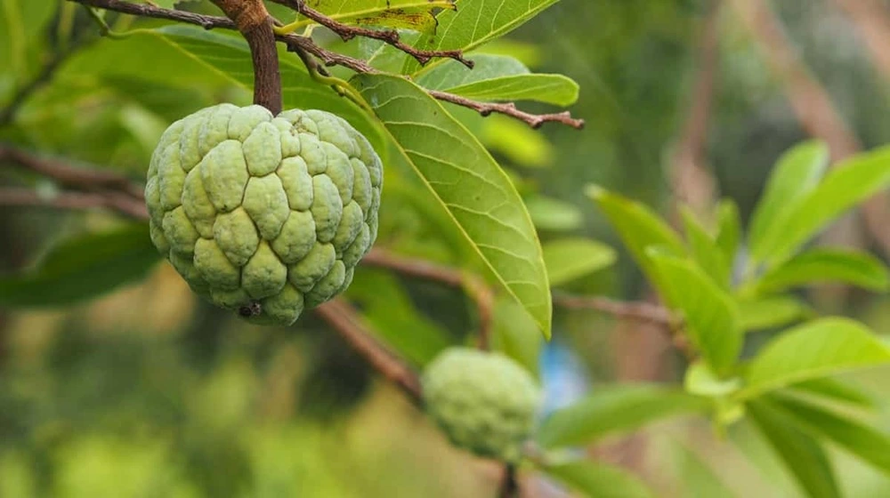 Custred Apple Jannat Nursery)img