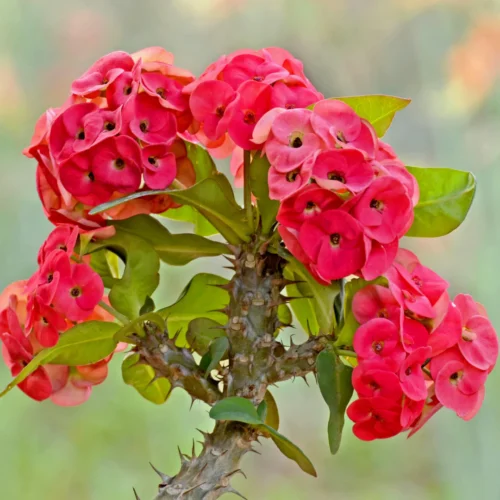 Euphorbia Milii Flower Jannat Nursery)img