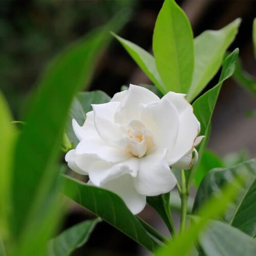 Gandhraj Flower Jannat Nursery)img