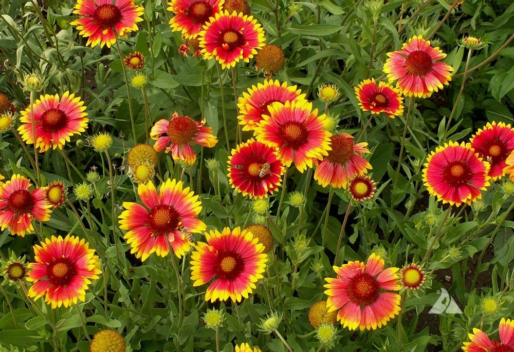 Gaollardia Summer Seasonal Flowers)img