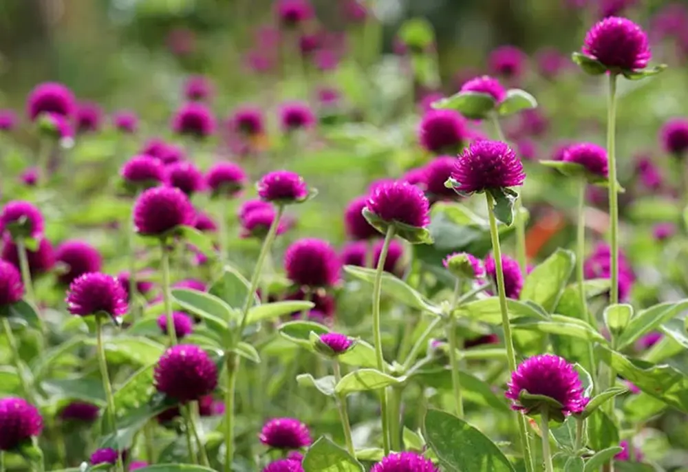Gomphrena Summer Seasonal Flowers)img