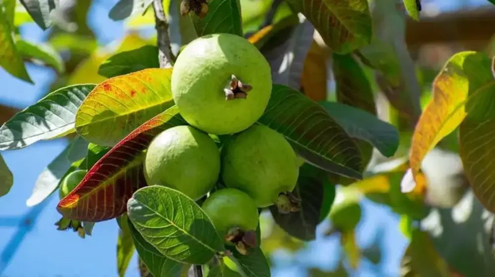 Guava Plant Jannat Nursery)img