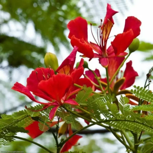 Gulmohar Flower Jannat Nursery)img