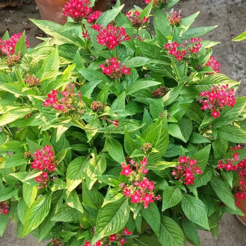Himalaya Pentas Flower Jannat Nursery)img