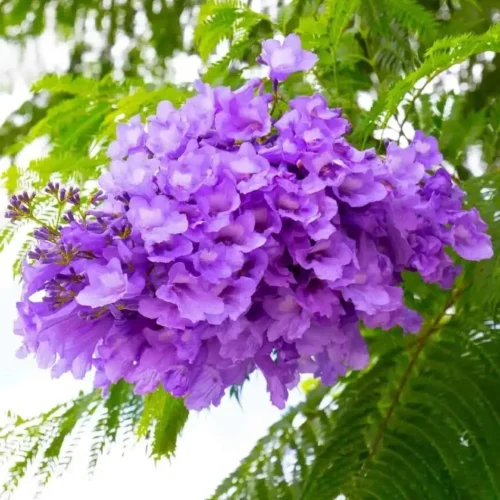 Jacaranda Flower Jannat Nursery)img