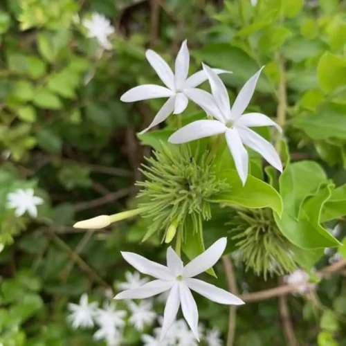 Juhi Plant Jannat Nursery)img