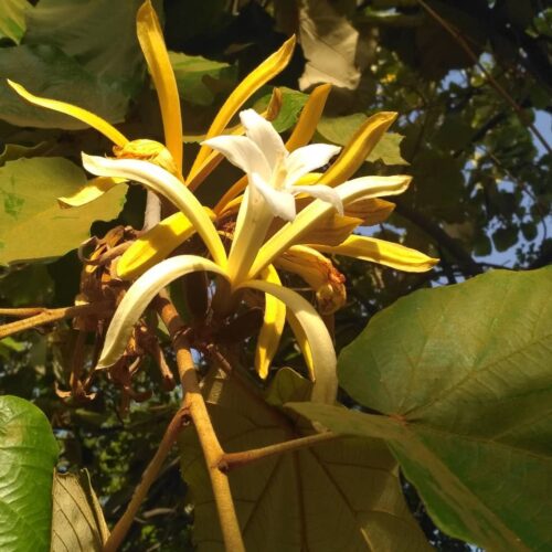 Kanak Champa Jannat Nursery)img