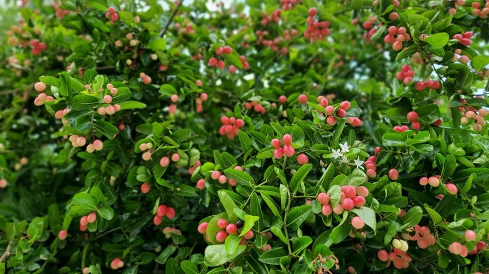 Karonda Fruit Jannat Nursery)img