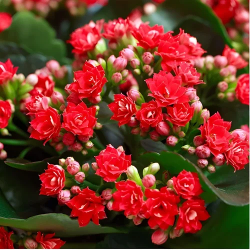 Klanchoe Hybrid Jannat Nursery)img