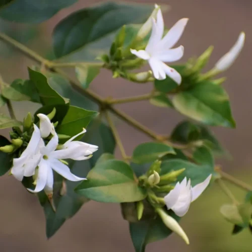 Kund Flower Jannat Nursery)img