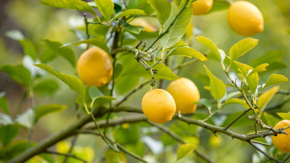 Lemon Images Jannat Nursery)img