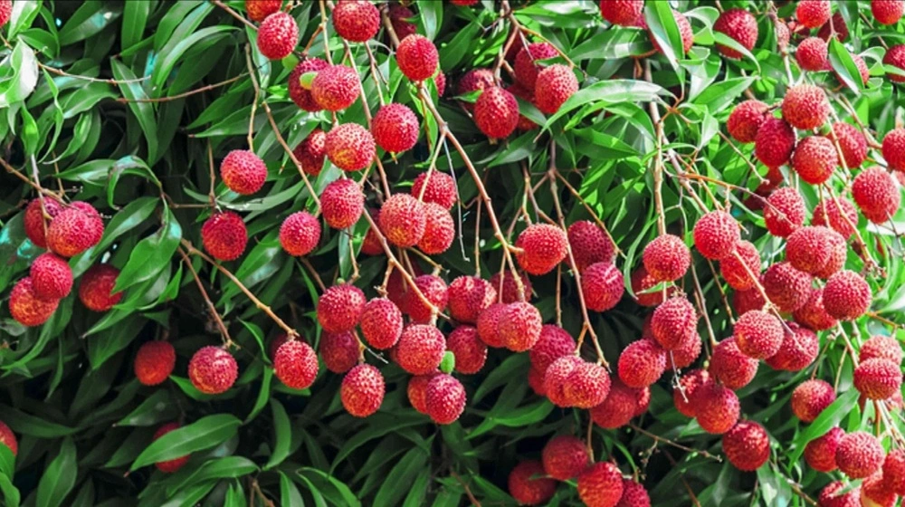 Lychee Plant Jannat Nursery)img