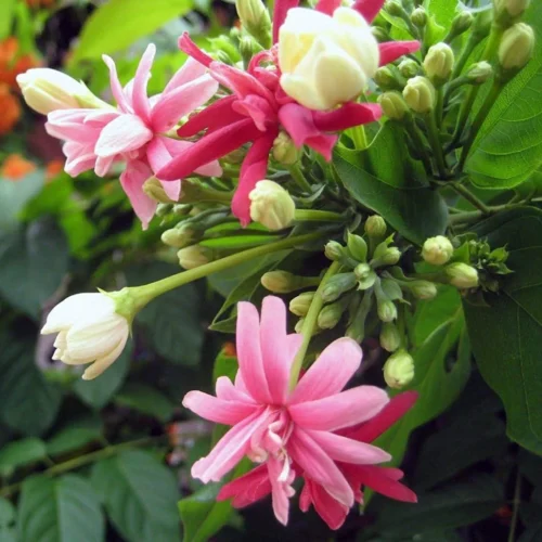 Madhu Malti Jannat Nursery)img