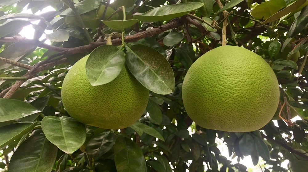 Mahtabi Lemon Jannat Nursery)img