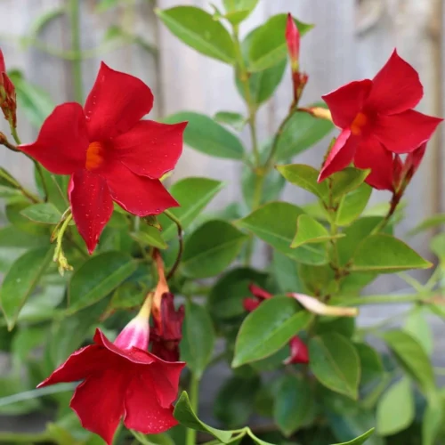 Mandevilla Flower Jannat Nursery)img