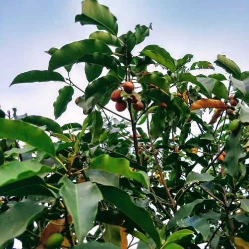 Moulshree Tree Jannat Nursery)img