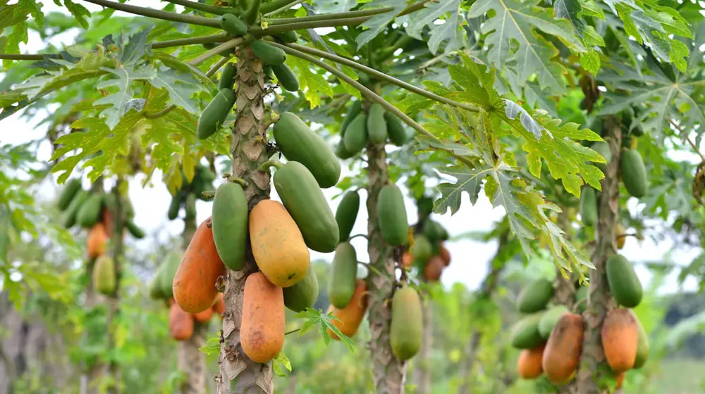 Papaya Images Jannat Nursery)img