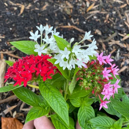 Pentas Flower Jannat Nursery)img