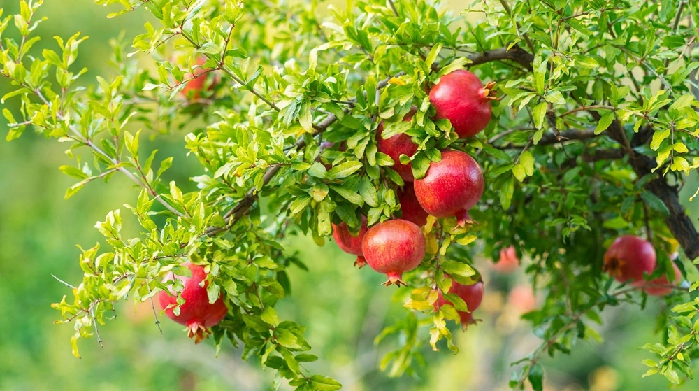 Pomegranate Plant Jannat Nursery)img