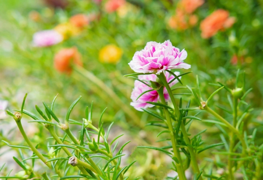 Portulaca Summer Seasonal Flowers)img