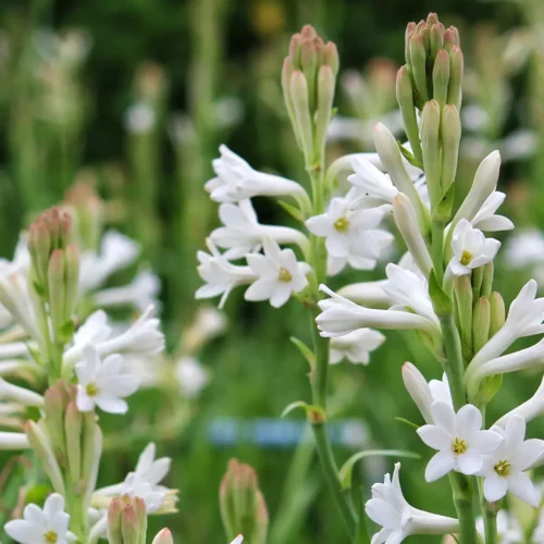 Rajni Gandha Flower Images)img