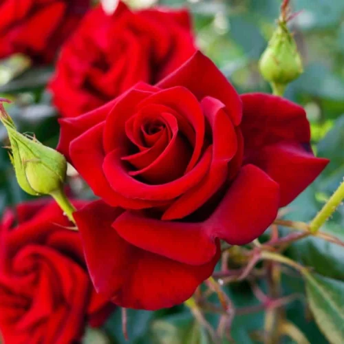 Rose Hybrid)img