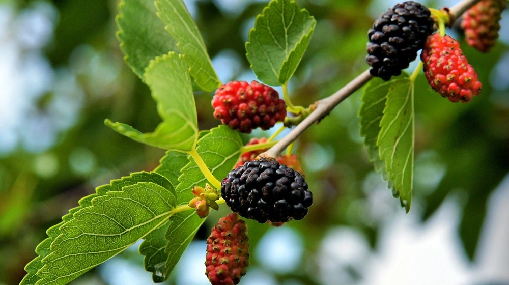 Shahtoot Plant Jannat Nursery)img