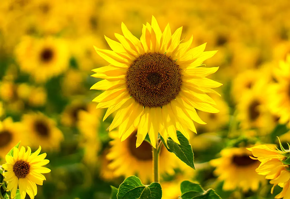 Sunflower Summer Seasonal Flower Jannat Nursery)img