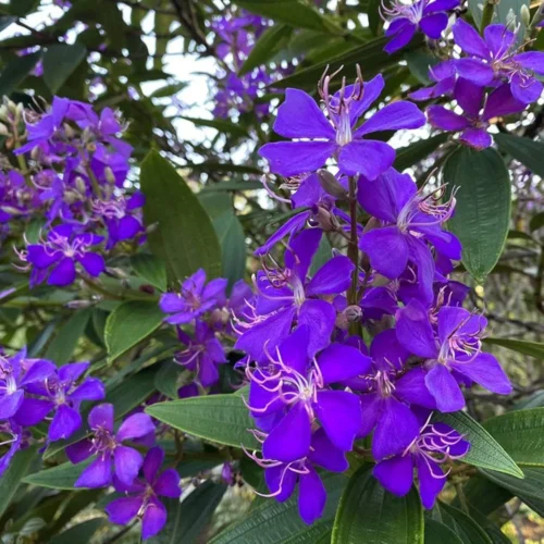 Tipu China Jannat Nursery)img