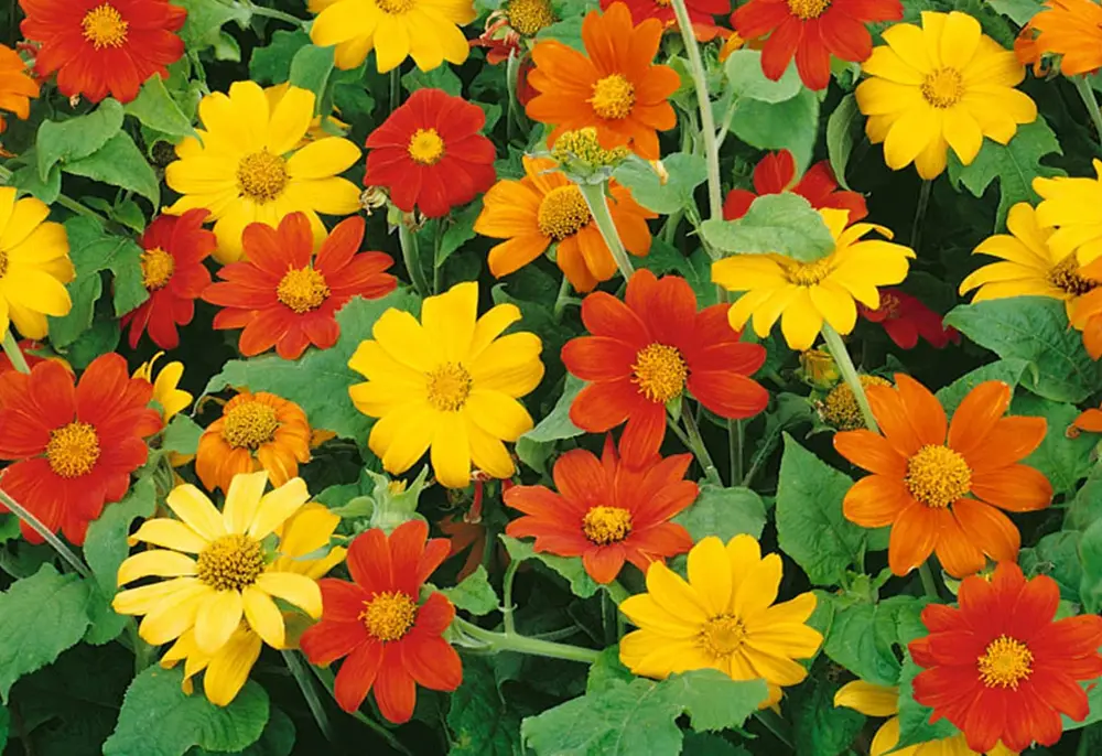 Tithonia Summer Seasonal Flowers)img