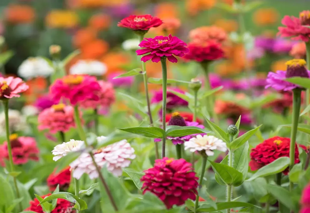 Zinnia Summer Seasonal Flowers)img