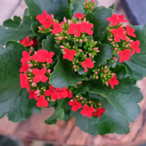 kalanchoe Desi Jannat Nursery)img