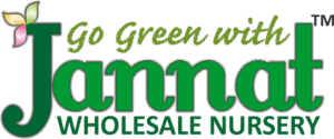 Jannat Nursery Wholesale Plant Nursery Logo)img