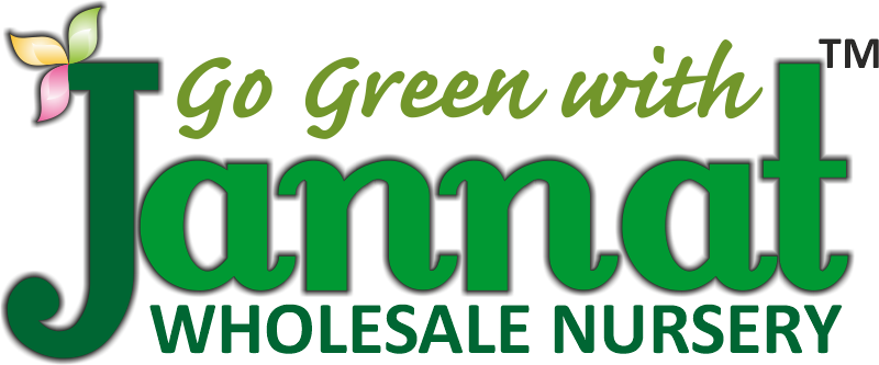 Jannat Wholesale Nursery in Lucknow